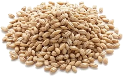 Cebada en grano de La Molinera