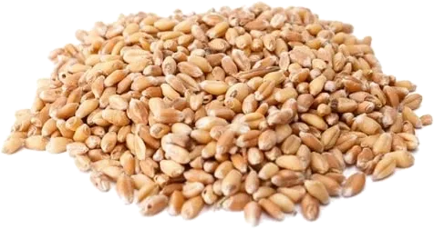 Trigo en grano de La Molinera